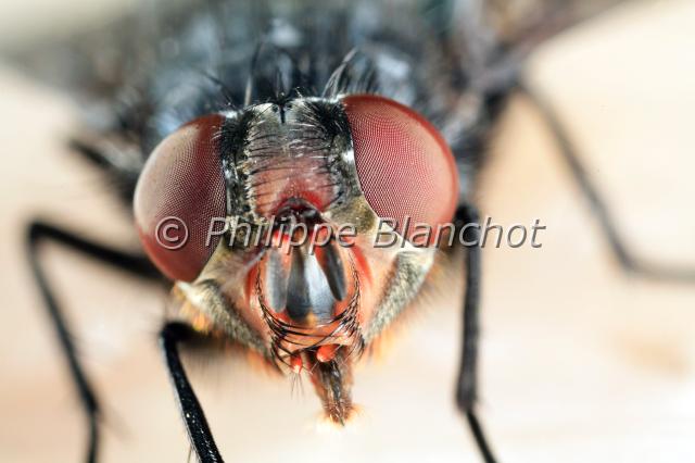 calliphora vomitoria 6.JPG - Calliphora vomitoria (portrait)Mouche bleue ou mouche de la viandeBlue Bottle FlyDiptera, CalliphoridaeFrance